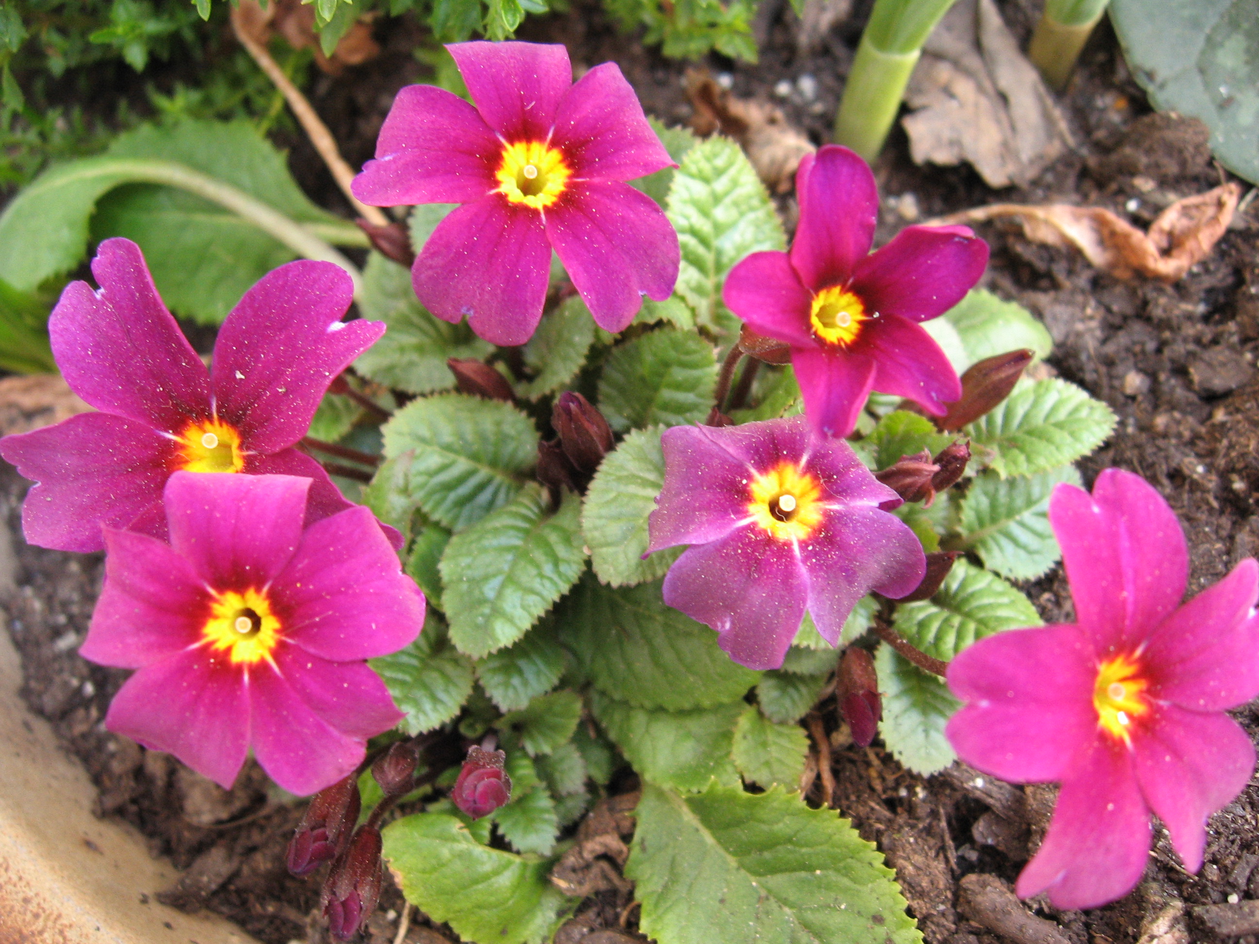 Primula pruhoniciana 3.jpg